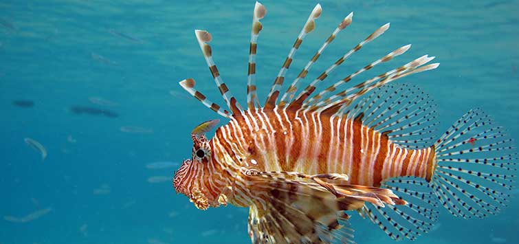 lionfish habitat