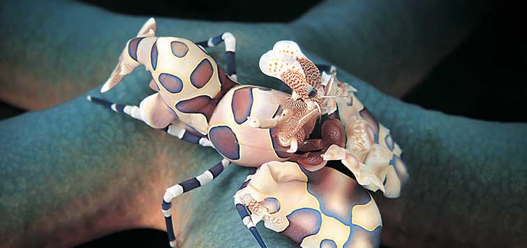 harlequin shrimp