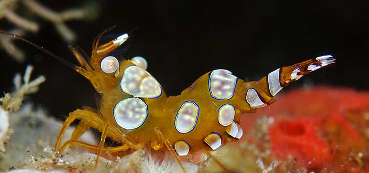 sexy shrimp care