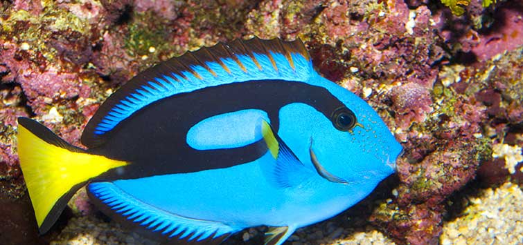 blue tang care