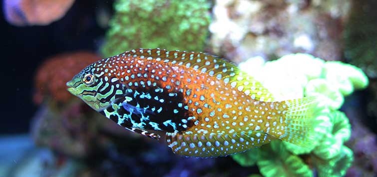 leopard wrasse care