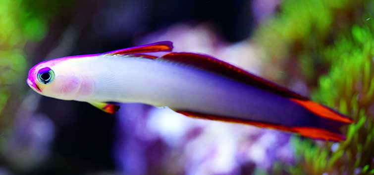 Let s Play Darts Marine Dartfish Tropical Fish Hobbyist Magazine Let s Play Darts Marine Dartfish Tropical Fish Hobbyist Magazine
