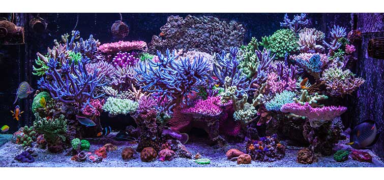 marine invertebrates