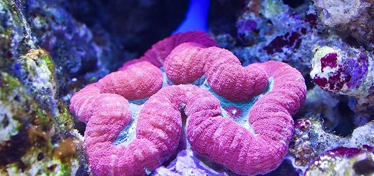 brain coral care