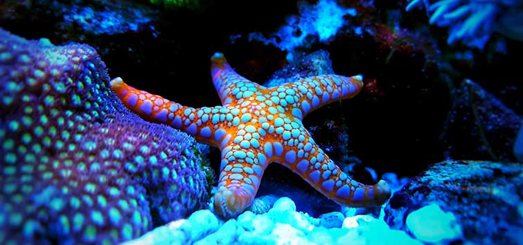 Marble Starfish Basics  Tropical Fish Hobbyist Magazine