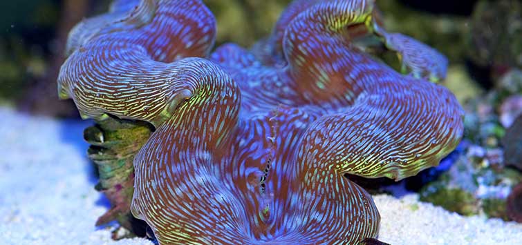 types of invertebrates