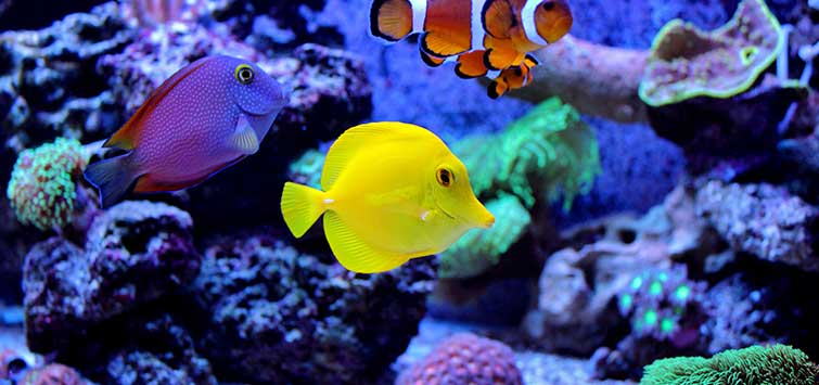 Marine Aquarium Basics: Water and Salt