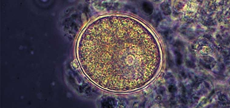 marine ich treatment