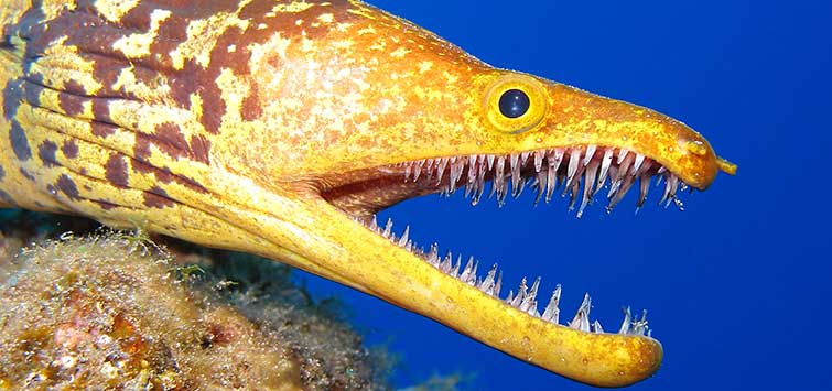 moray eel bite