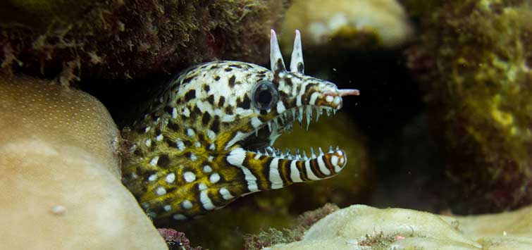 moray eel species