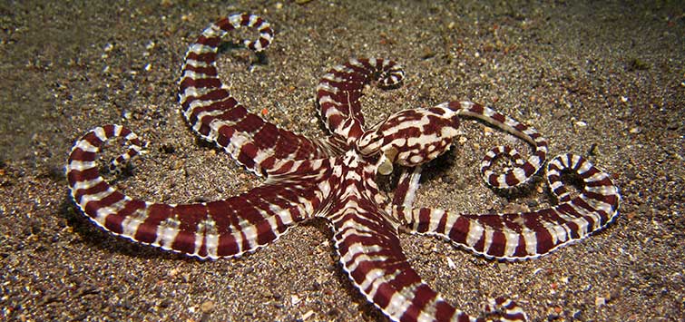 My Experience with a Mimic Octopus | Tropical Fish Hobbyist Magazine