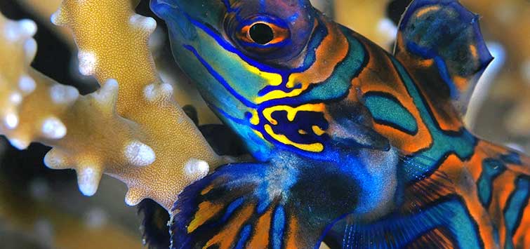 green mandarin dragonet