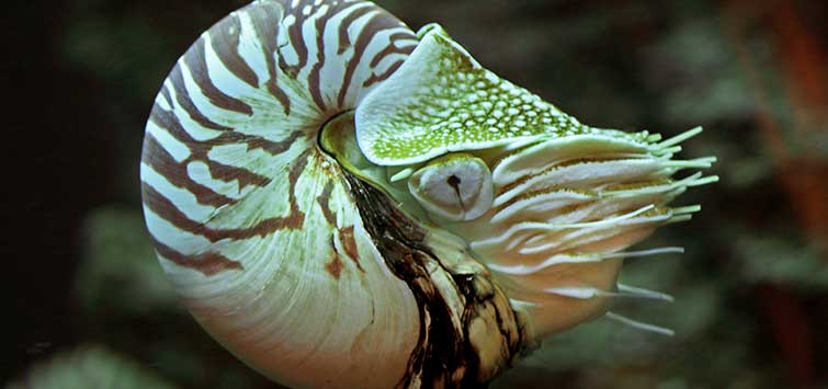 chambered nautilus