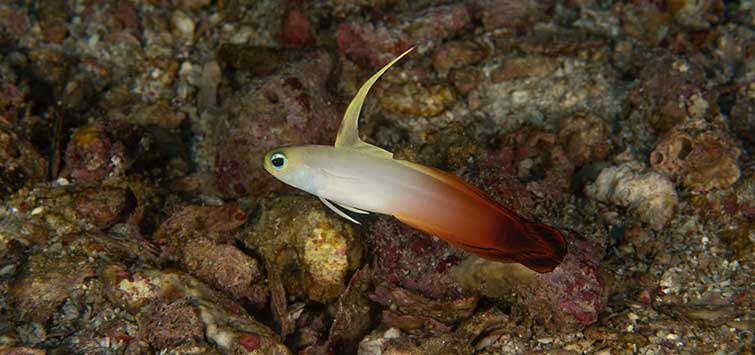 fire goby