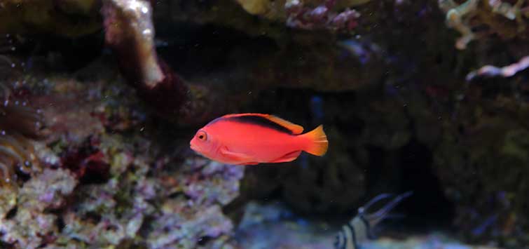 flame hawkfish