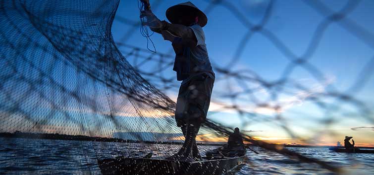 catching fish with a net