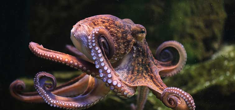 types of octopus
