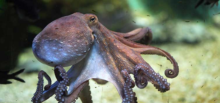 buying an octopus