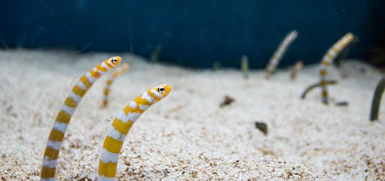 oddball aquarium fish