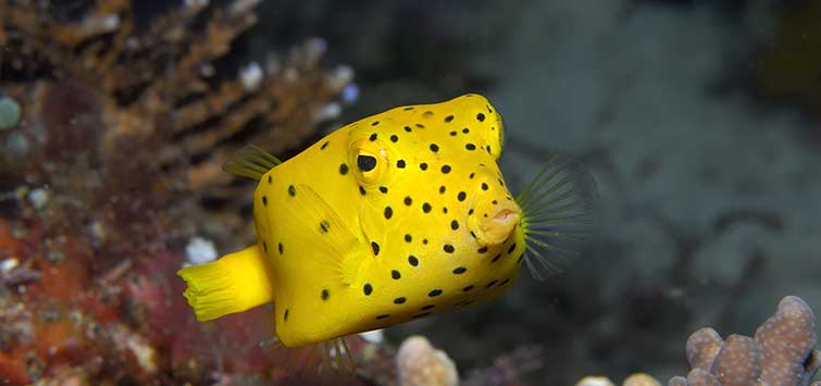 boxfish facts