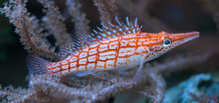 longnose hawkfish