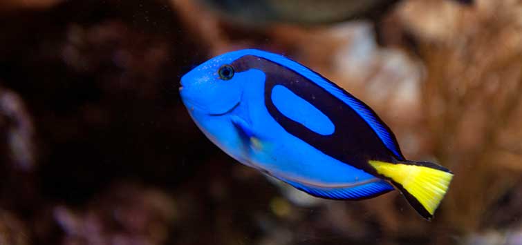 palette surgeonfish