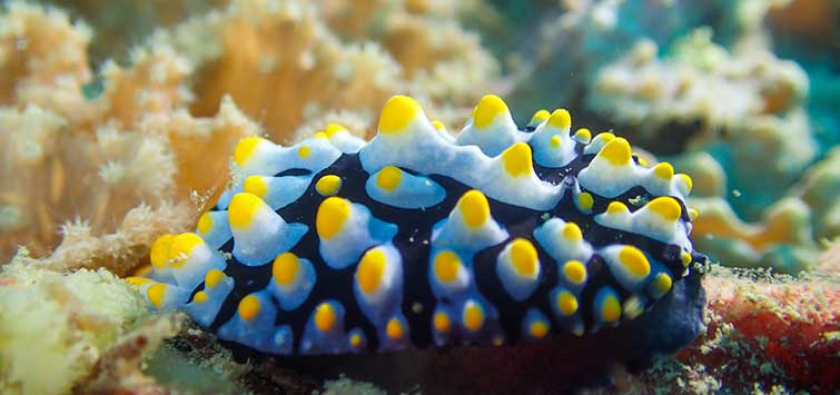 nudibranch facts