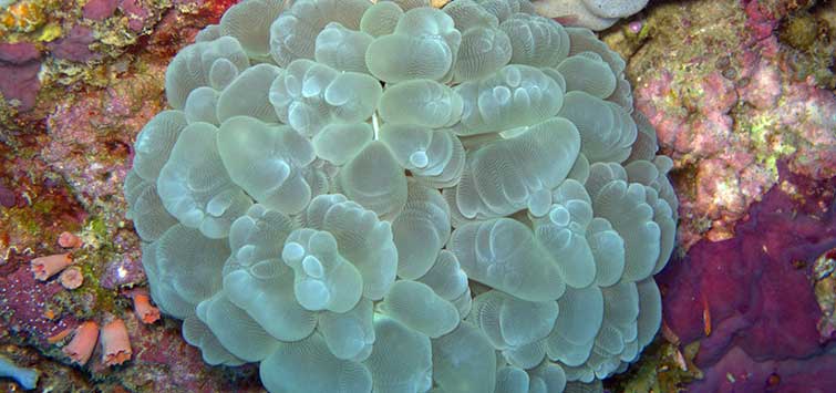 bubble coral