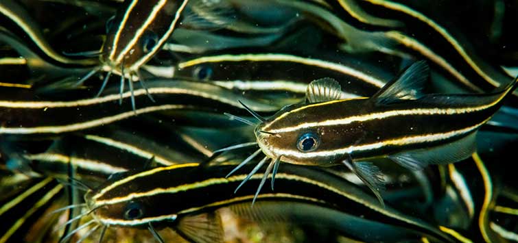 coral catfish