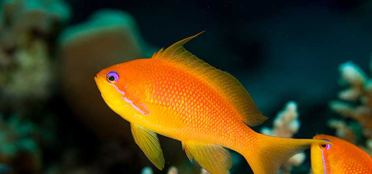 Pseudanthias squamipinnis Species | Tropical Fish Hobbyist Magazine