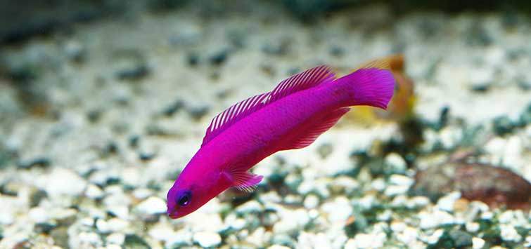 orchid dottyback