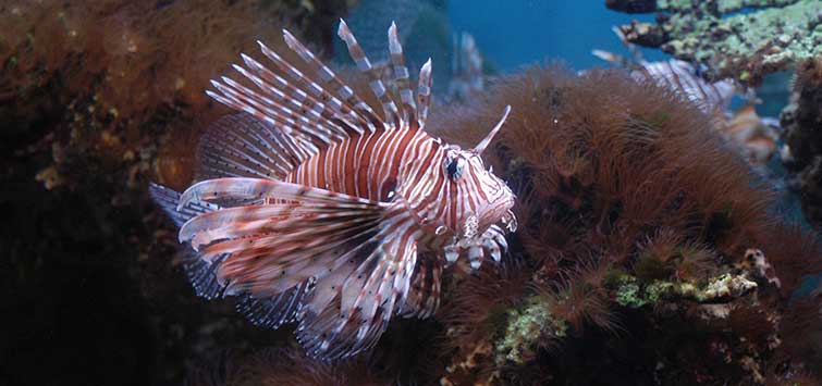 Pterois volitans Species | Tropical Fish Hobbyist Magazine