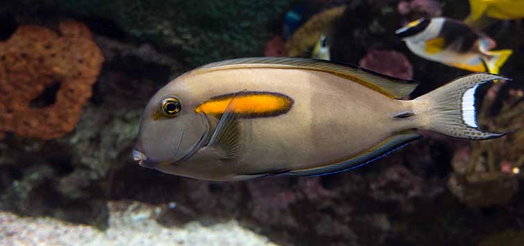 saltwater fish and coral