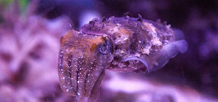 Sepa Fish Raising Sepia bandensis | Tropical Fish Hobbyist Magazine