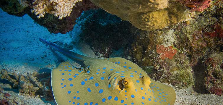 Aquarium Stingray Species | Tropical Fish Hobbyist Magazine