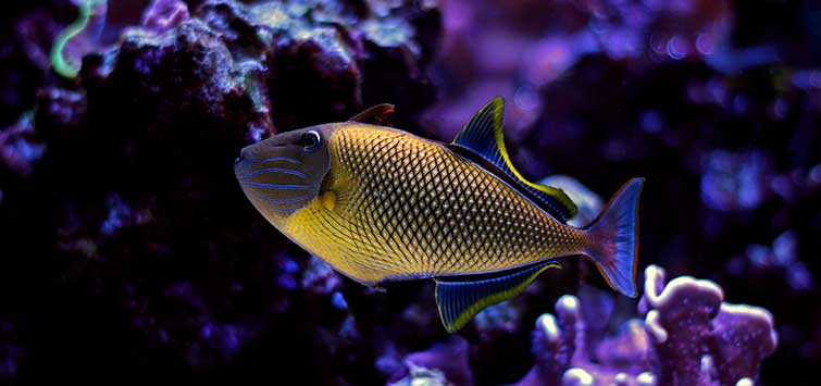 Reef-Friendly Triggerfish Species | Tropical Fish Hobbyist Magazine Reef-Friendly Triggerfish Species | Tropical Fish Hobbyist Magazine