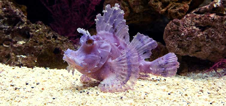 Rhino Fish Rhino Pleco Pterygoplichthys Scrophus Tropical Fish