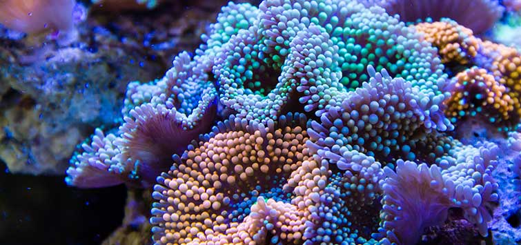 mushroom coral care