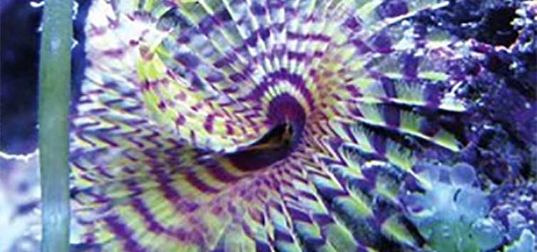 feather duster worm facts