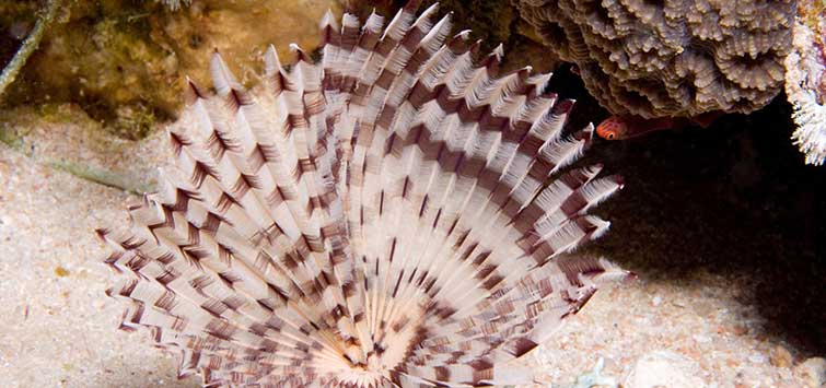 feather duster aquarium