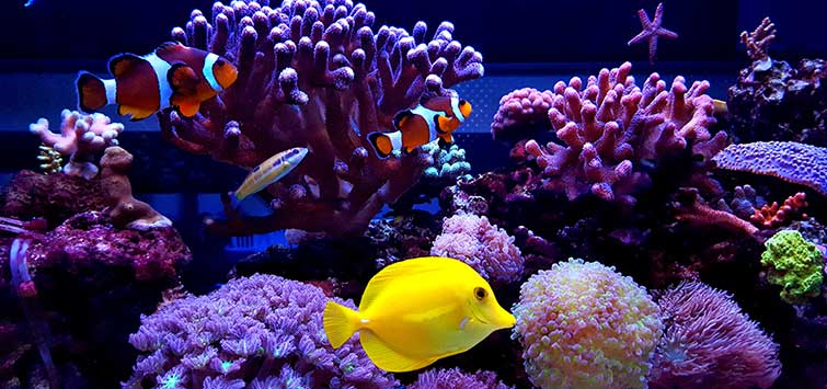 salinity monitor for reef tank