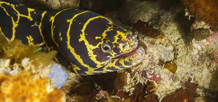 zebra moray eel