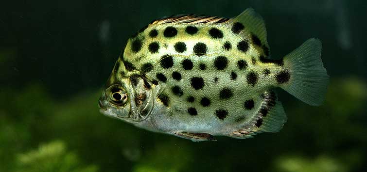 scatophagus argus