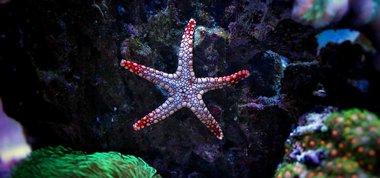 kinds of starfish