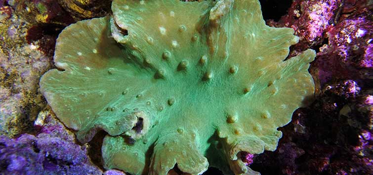 cabbage coral