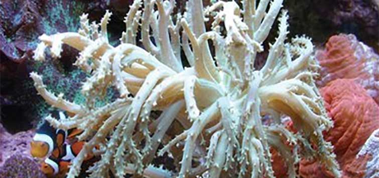 finger leather coral