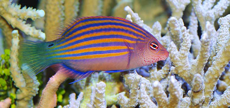 wrasse species