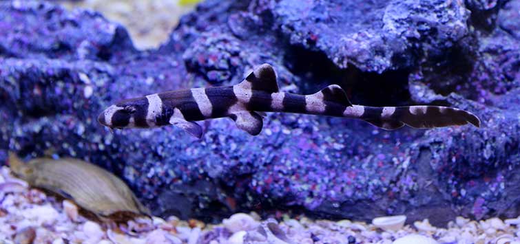 Shark in deals a fish tank