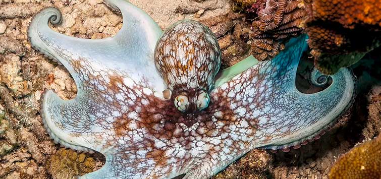 octopus home aquarium