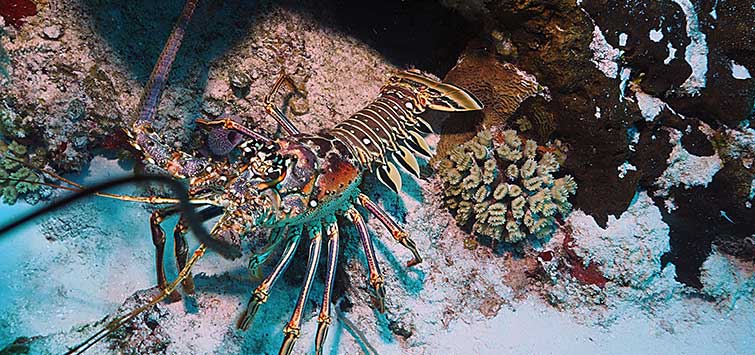 Spiny Lobster Facts: Unusual Marine Inverts | Tropical Fish Hobbyist  Magazine